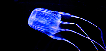 http://www.mikrobiologi.net/varmote/files/Jellyfish%20copy.jpg